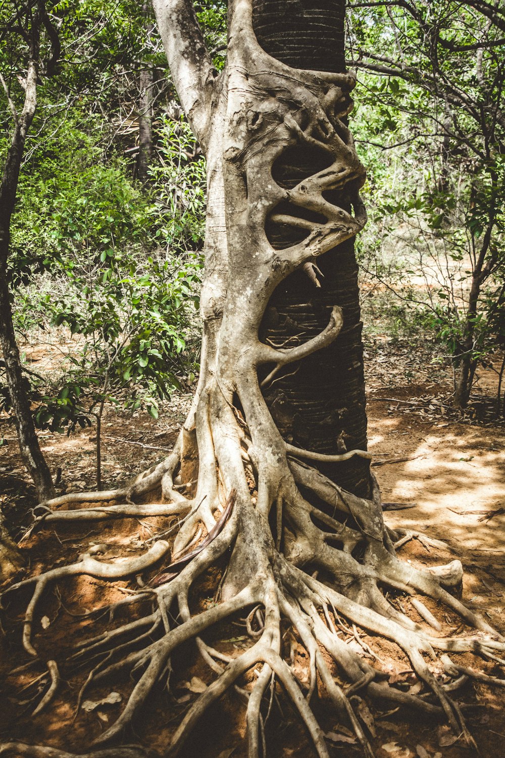 brown tree bark