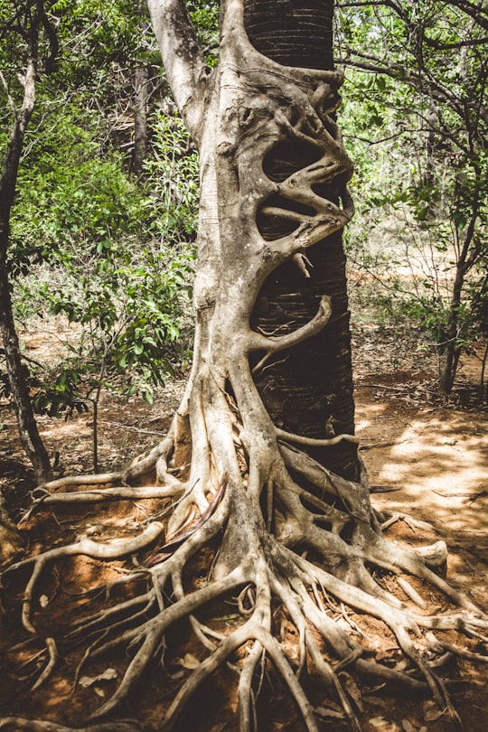 brown tree bark in Matrimandir India