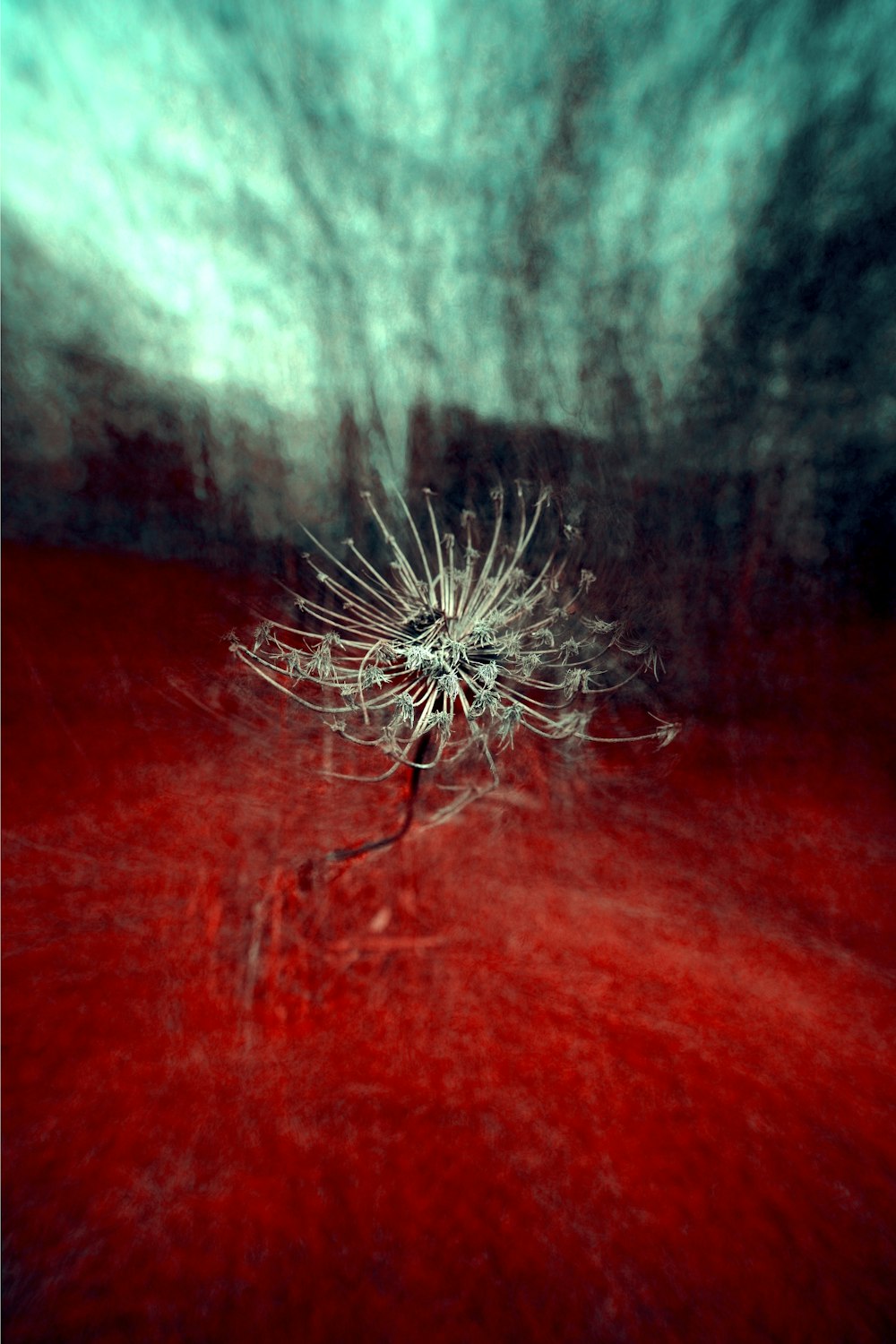 white dandelion on red wooden table