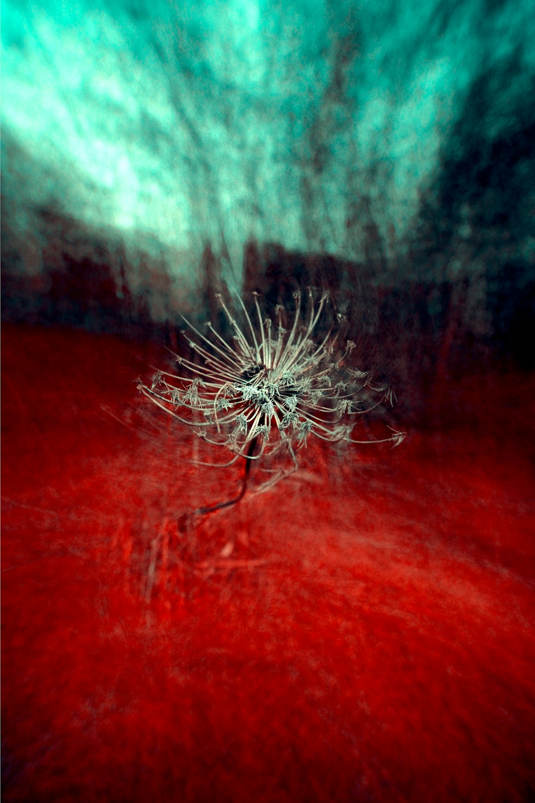 white dandelion on red wooden table