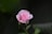 A delicate pink rosebud with softly curled petals stands out against a dark and blurred green background. The subtle gradients of pink in the petals create a gentle, serene appearance.