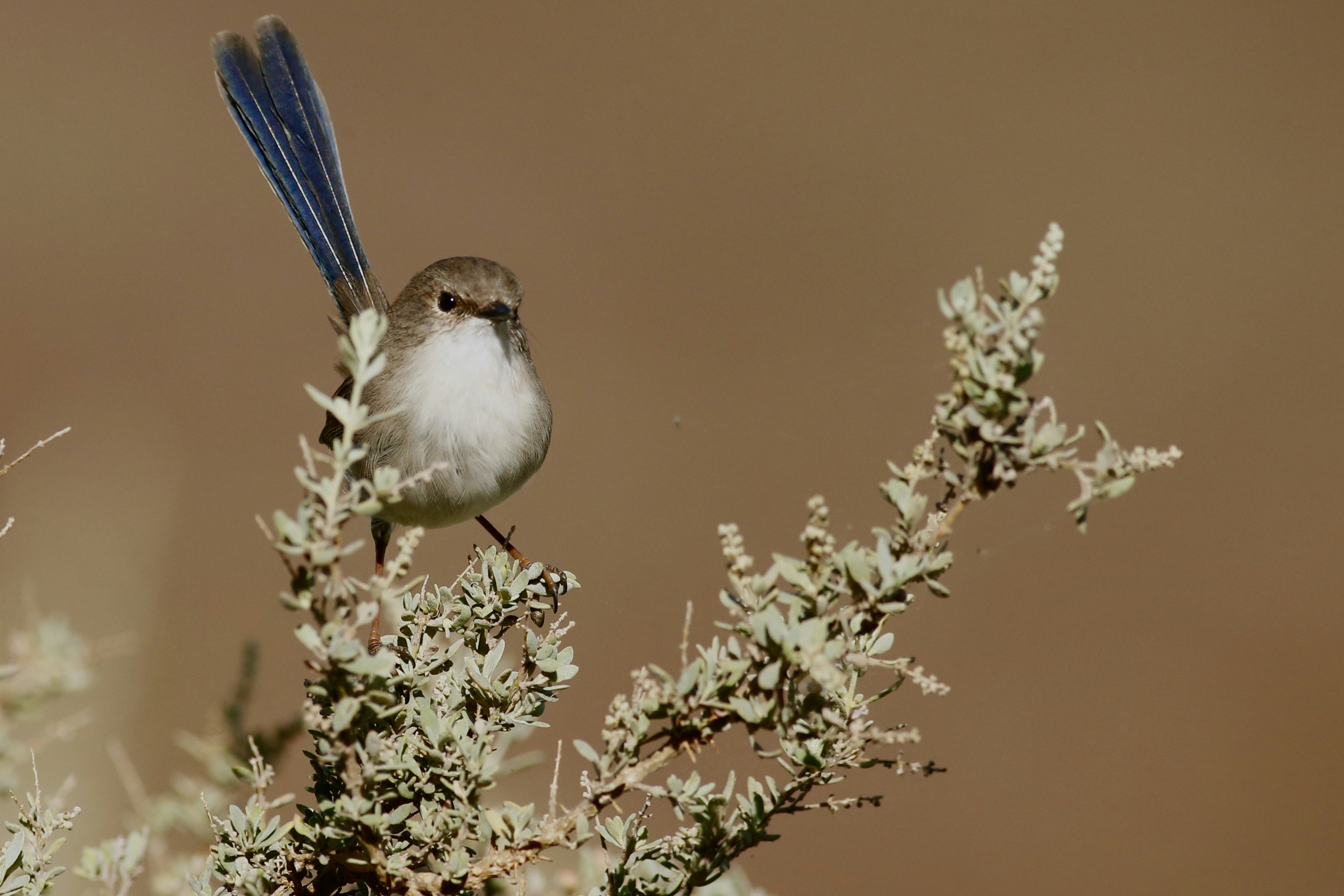 close up photography of brown bird