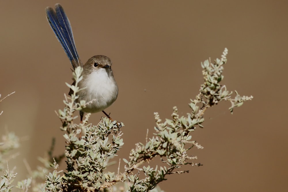 close up photography of brown bird