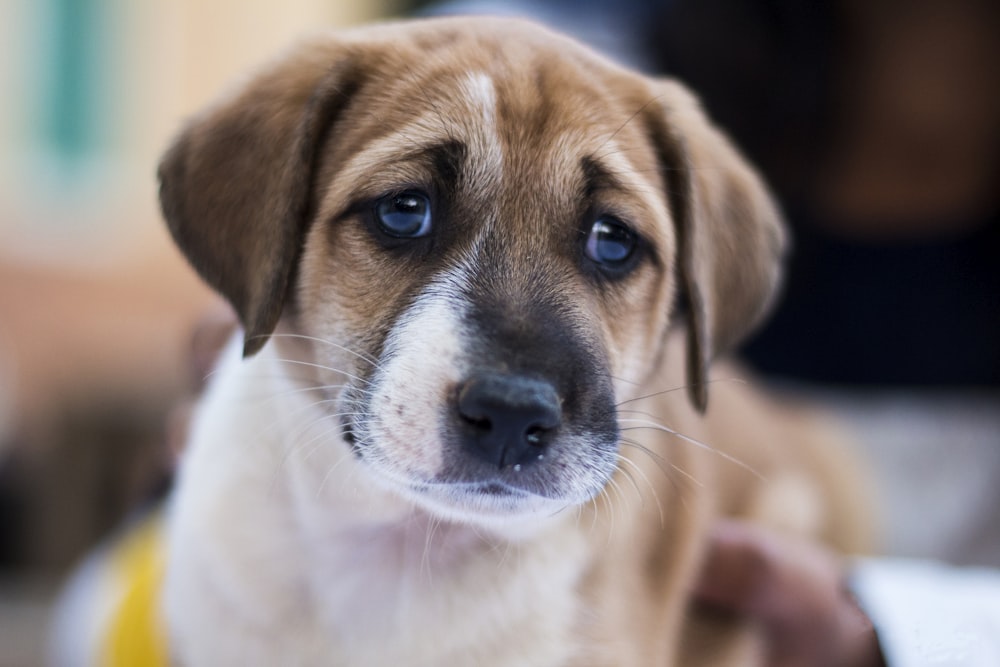 short-coated white and tan dog