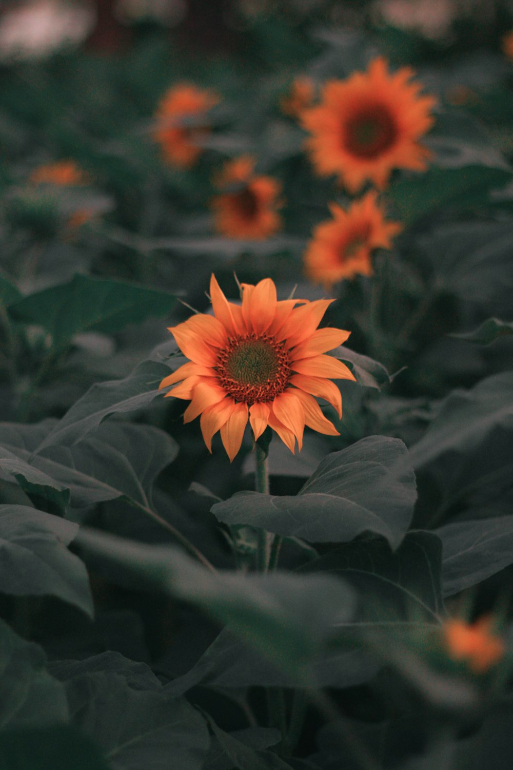 flores alaranjadas e folhas verdes