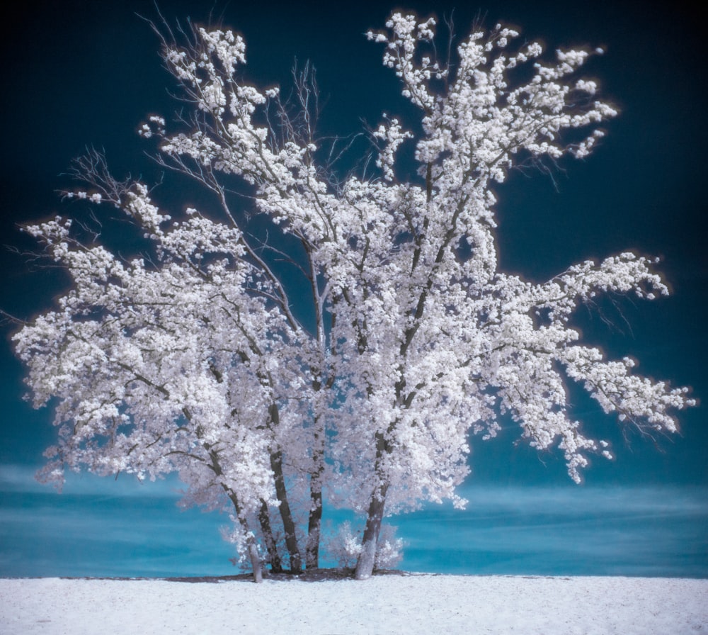 photography of snow coated tree