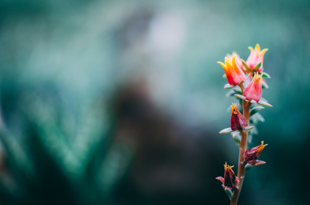 closed-up photography of pink petaled flowers