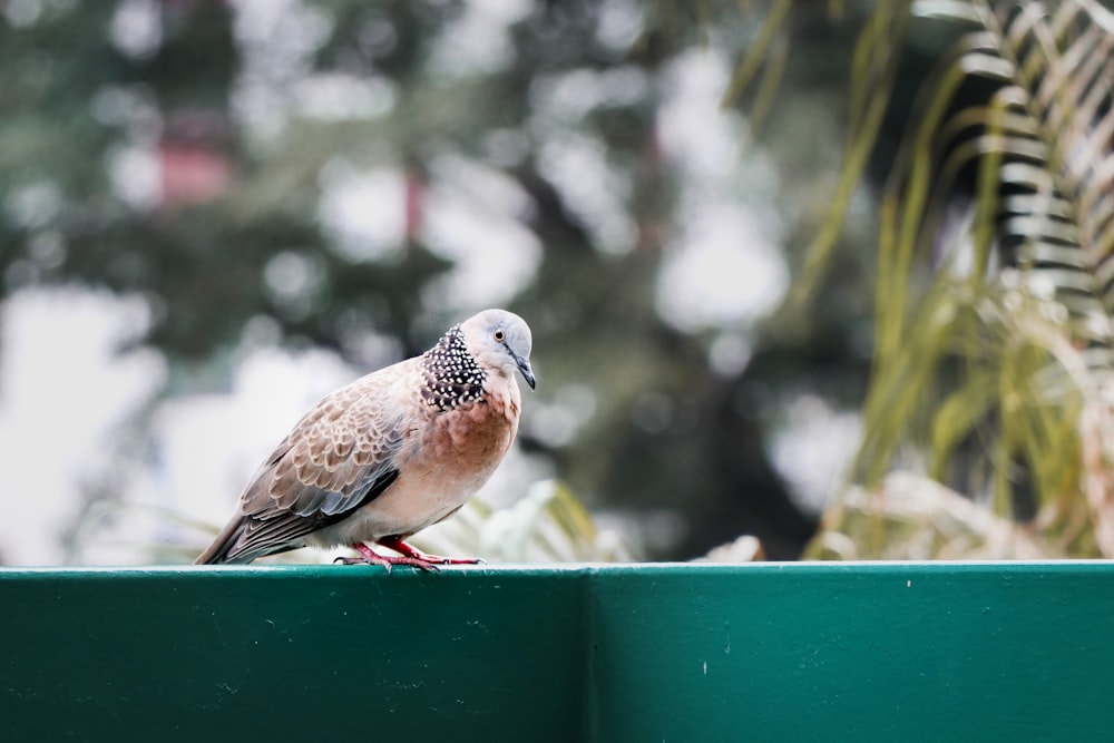 brown and gray bird