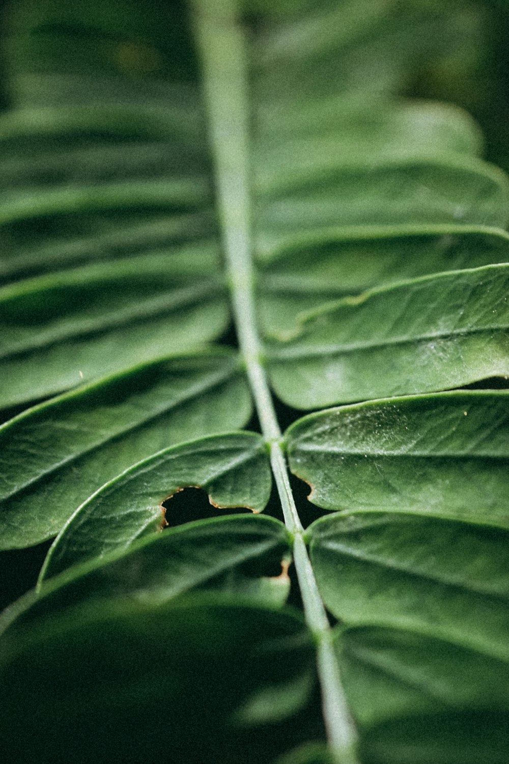 green leaves