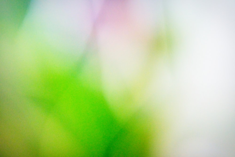 a blurry image of a green leaf