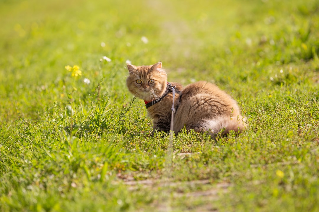 orange cat on green grass field closeup photo