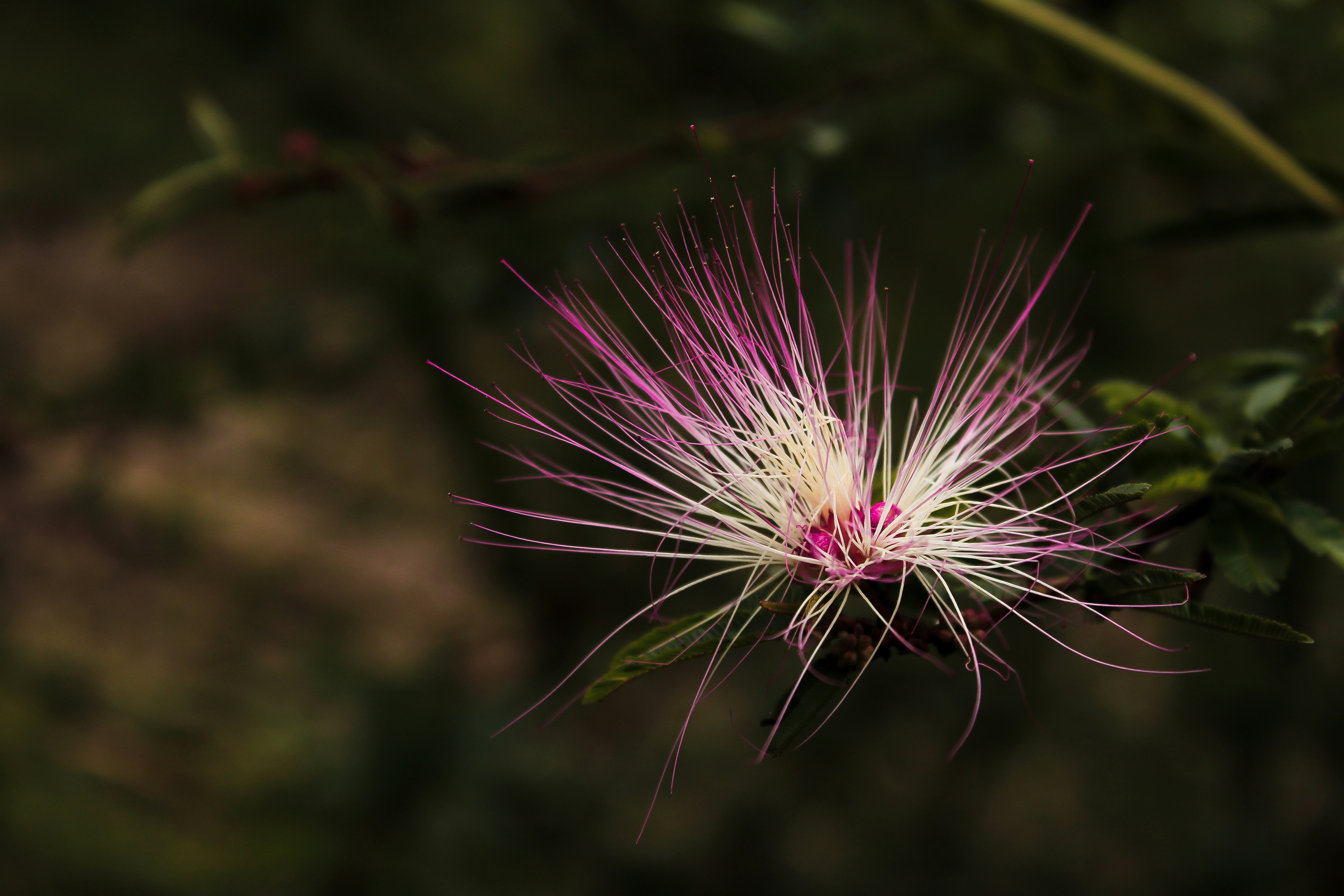 Flower Wallpaper Pictures Hq Download Free Images On Unsplash