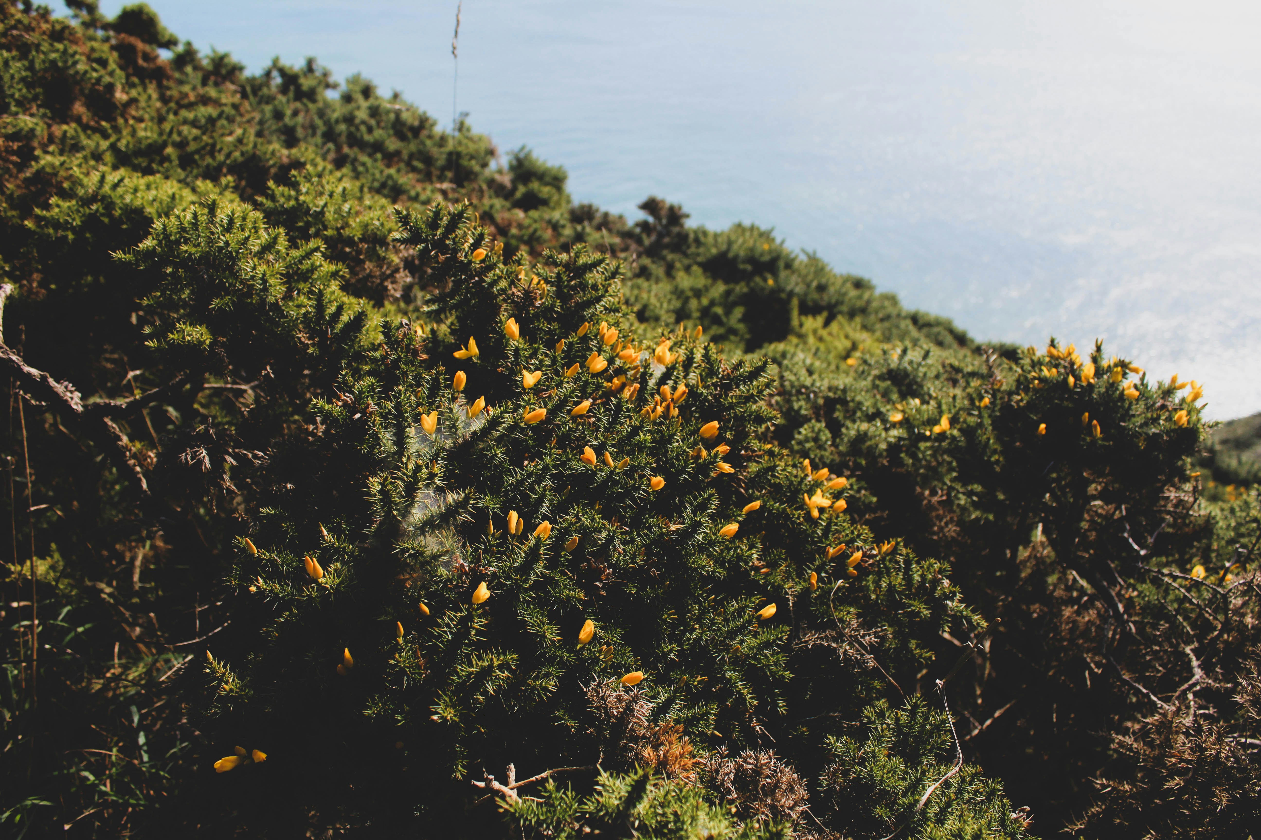 Paysage verdoyant et arbres près de l eau à Howth par une belle journée