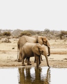 two elephants beside body of water