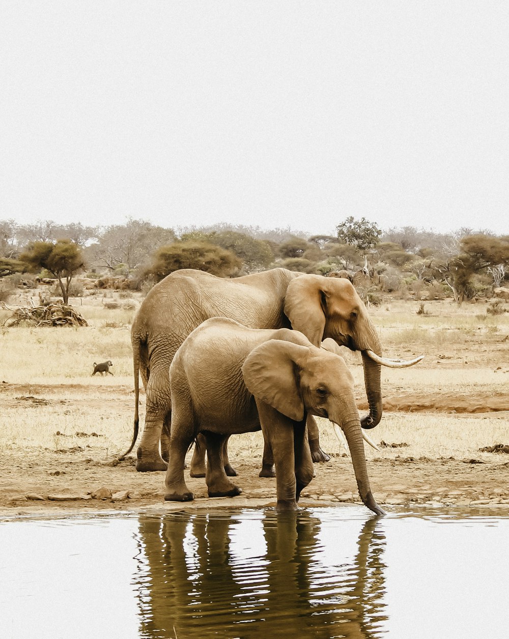 Dos elefantes junto a un cuerpo de agua