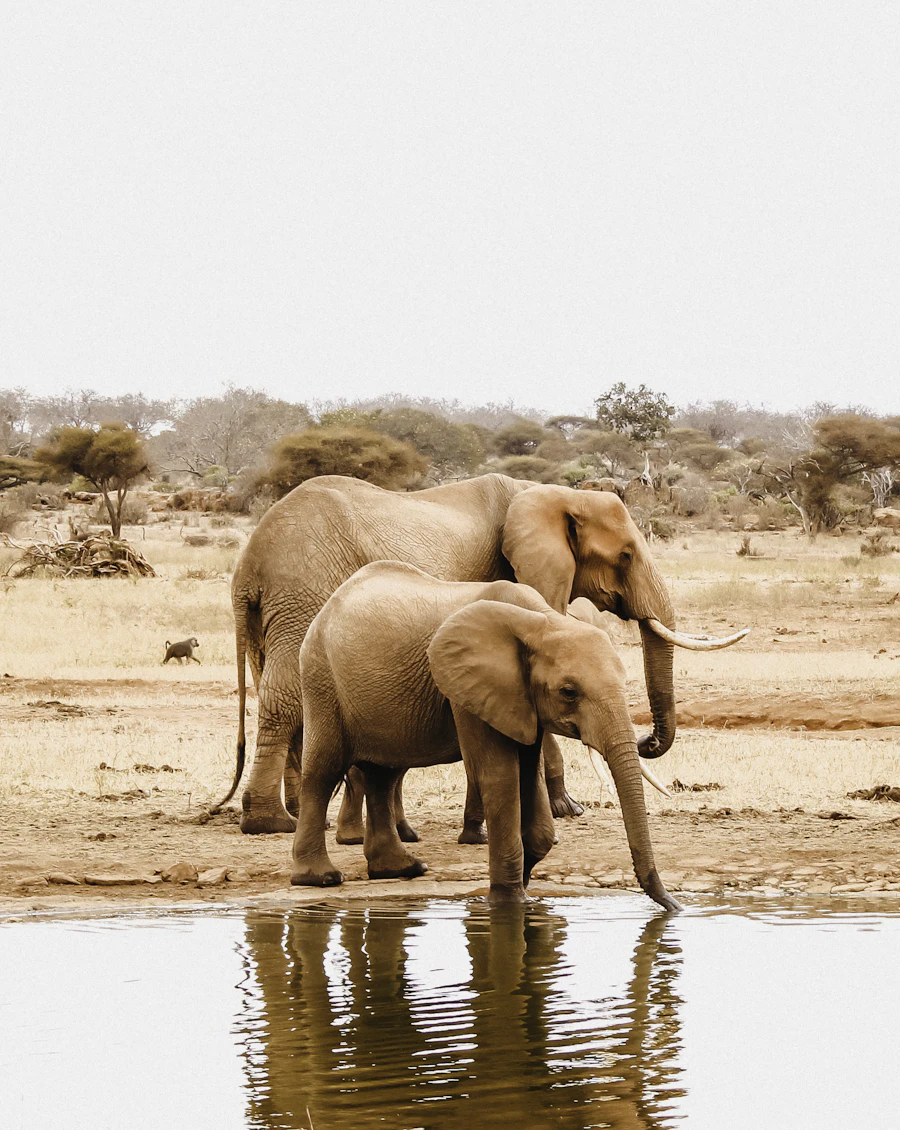 Elephants beside a waterhole in Tsavo East National Park