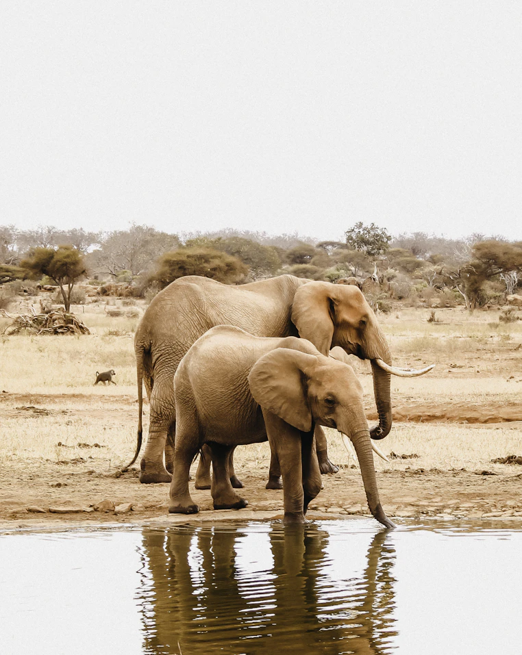 Red elephant walking on Tsavo soil
