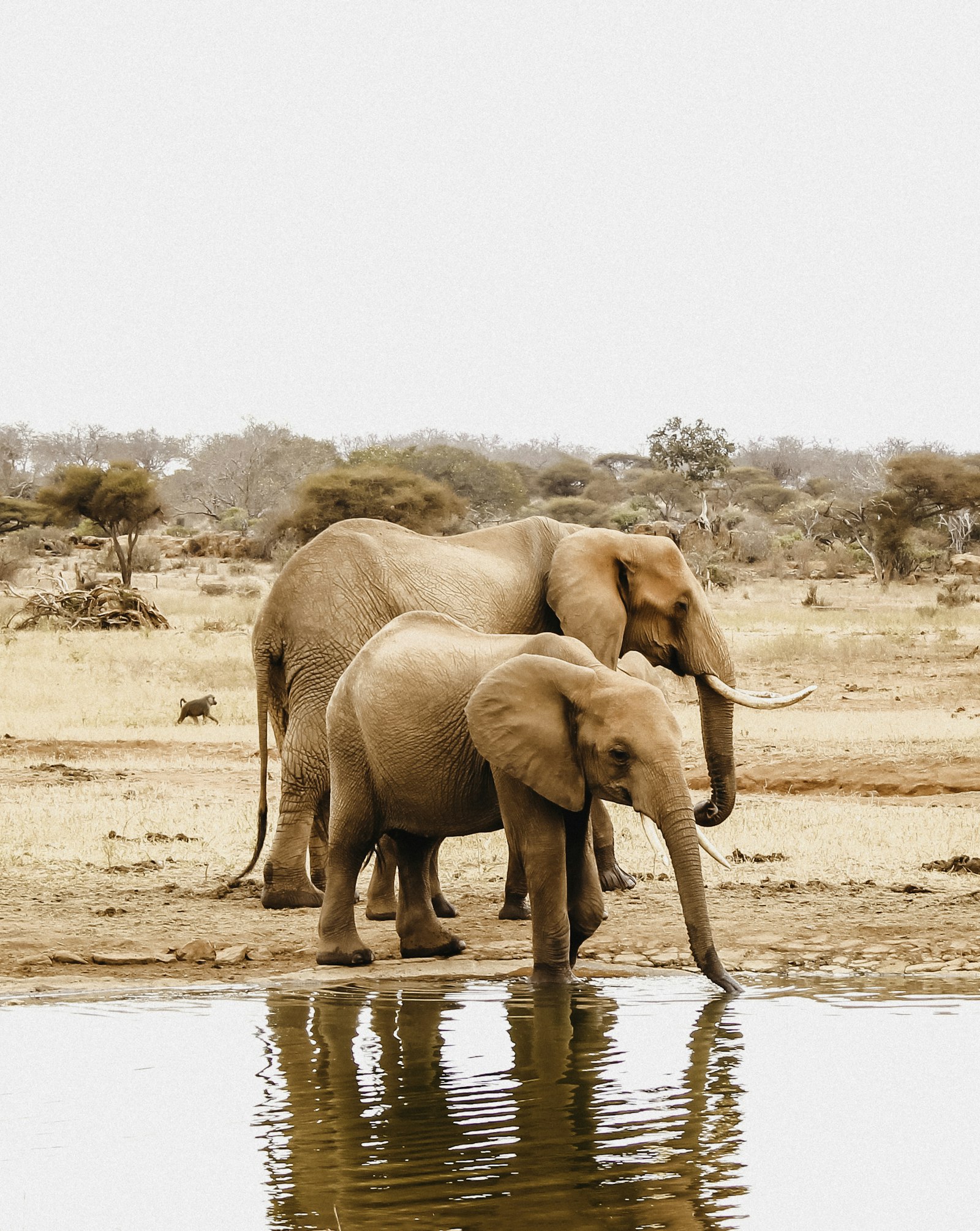 Canon EOS 650D (EOS Rebel T4i / EOS Kiss X6i) + Canon EF-S 18-55mm F3.5-5.6 II sample photo. Two elephants beside body photography