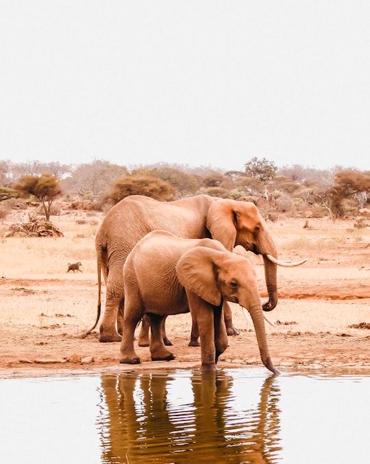 two elephants beside body of water in Tsavo Kenya