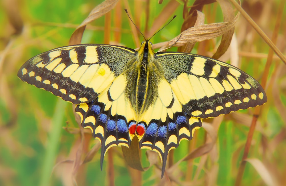 yellow butterfly on dried leaf