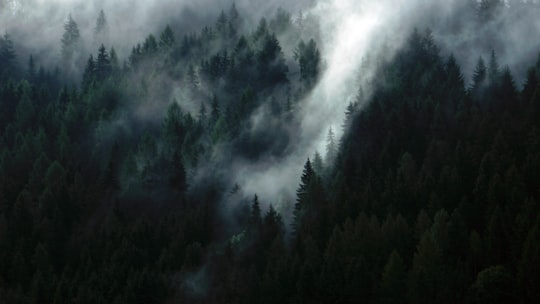 green trees in Schladming Austria