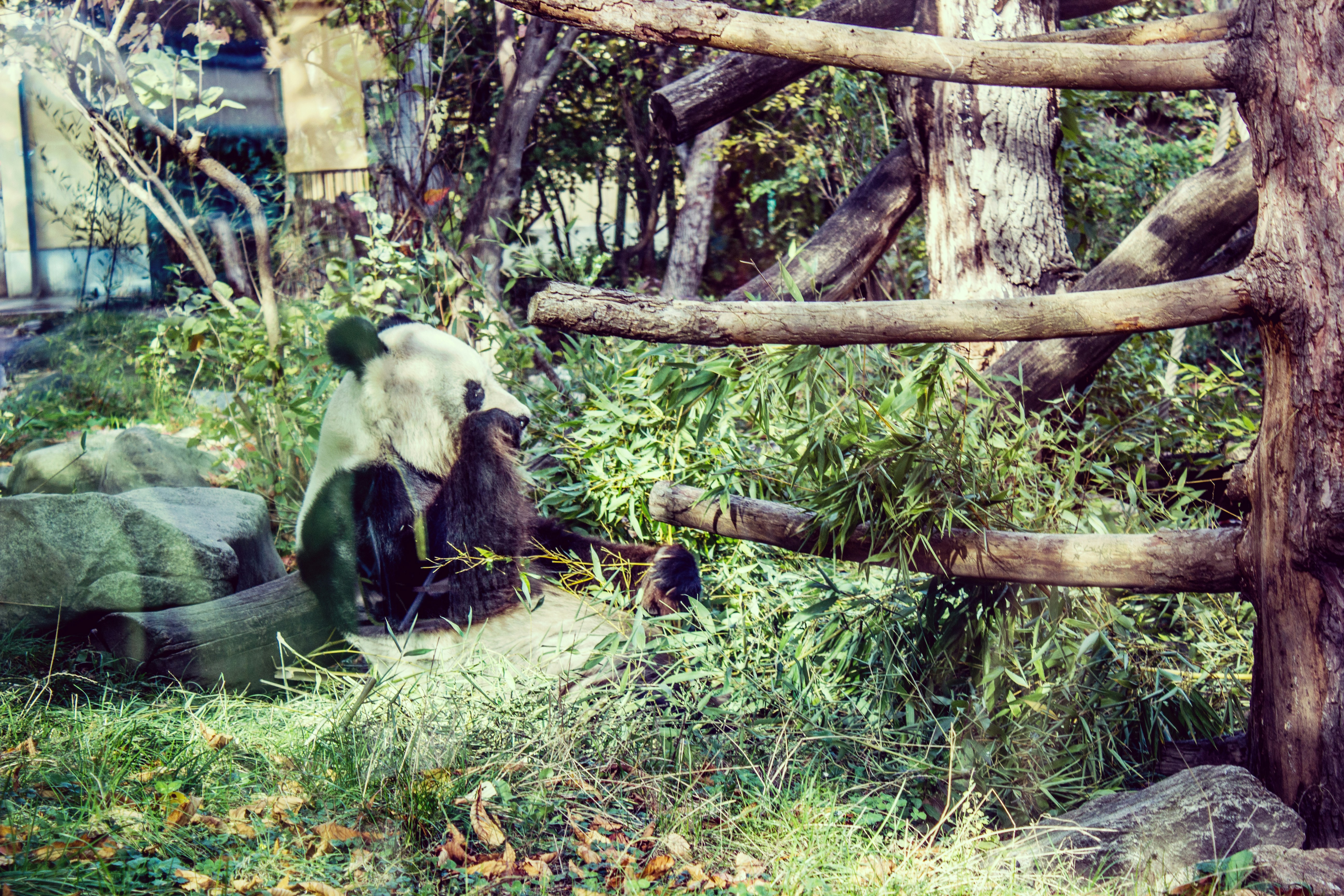 Enhancing Animal Welfare Through Enrichment and Conservation: A Focus on Panda Behavior