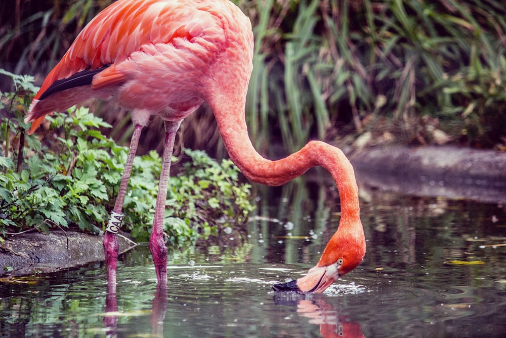 flamingo drinking water during daytime
