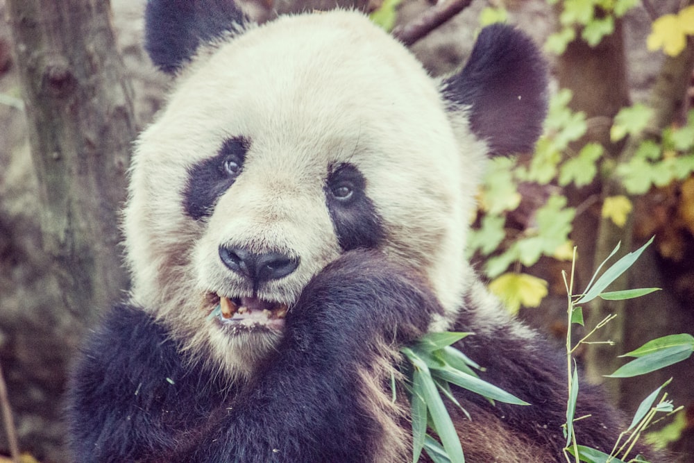 panda eating leaves