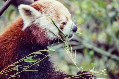 red panda during daytime austria google meet background