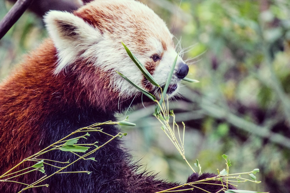 red panda during daytime