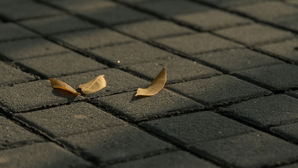 dried leaves on floor