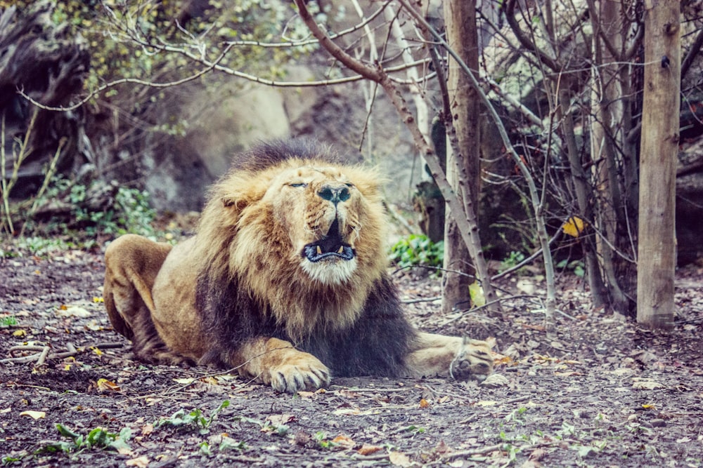 brown lion beside tree