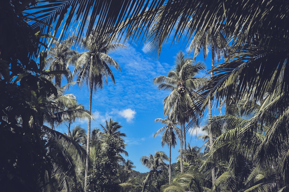 landscape photo of palm trees