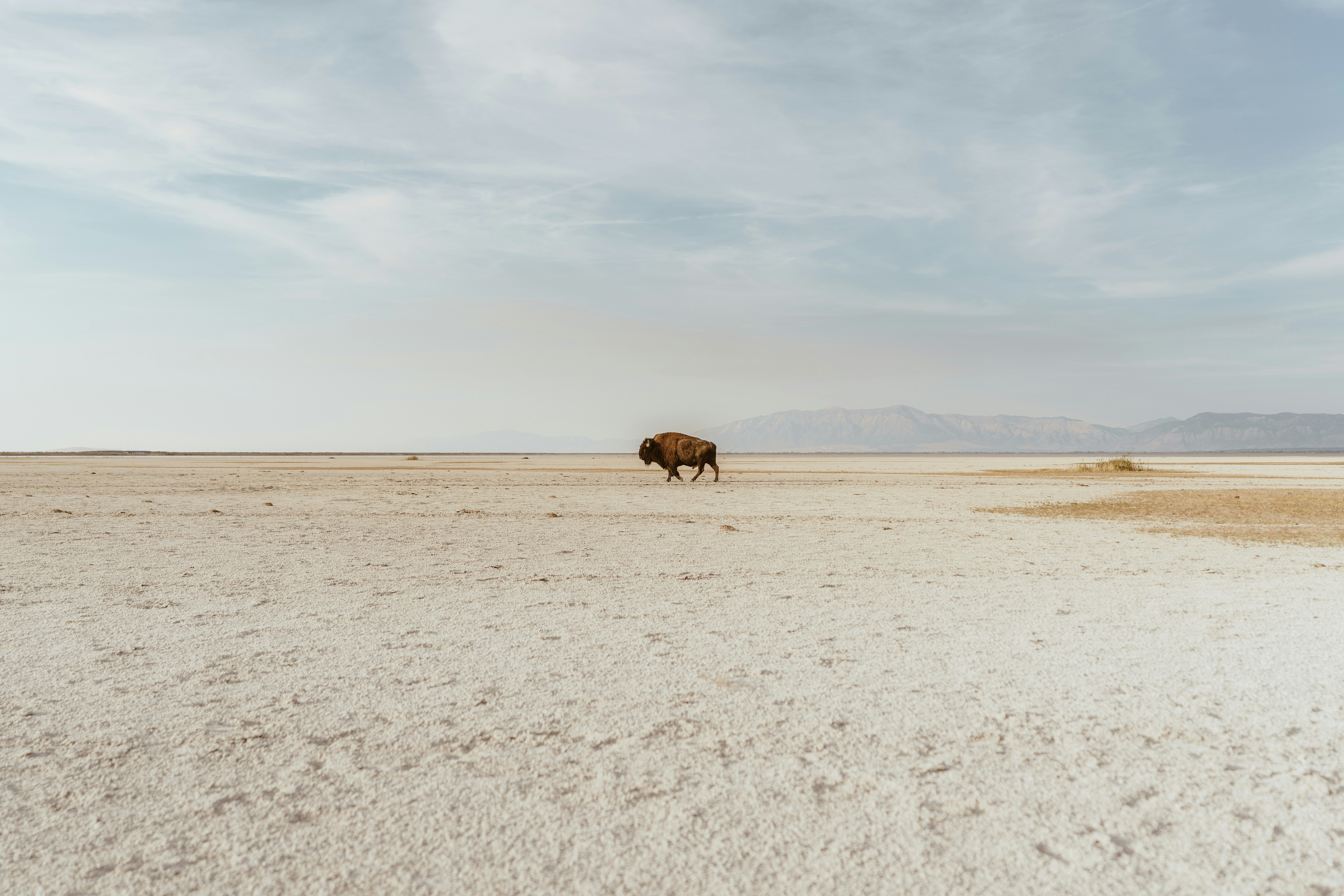 brown yak standing
