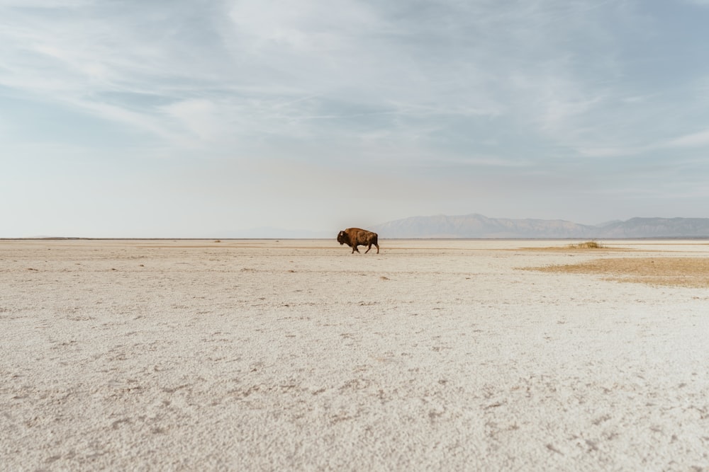 brown yak standing