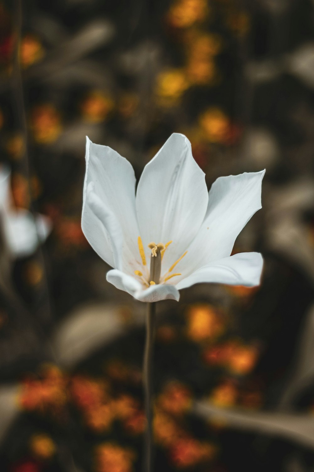 white petaled flower