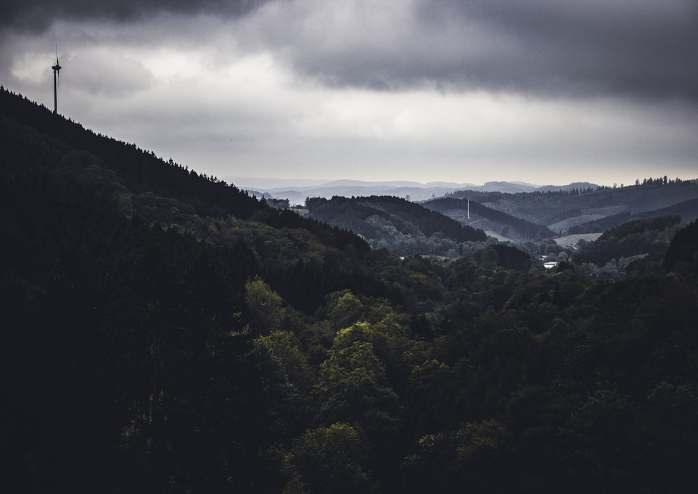 bird's-eye view photo of tall trees