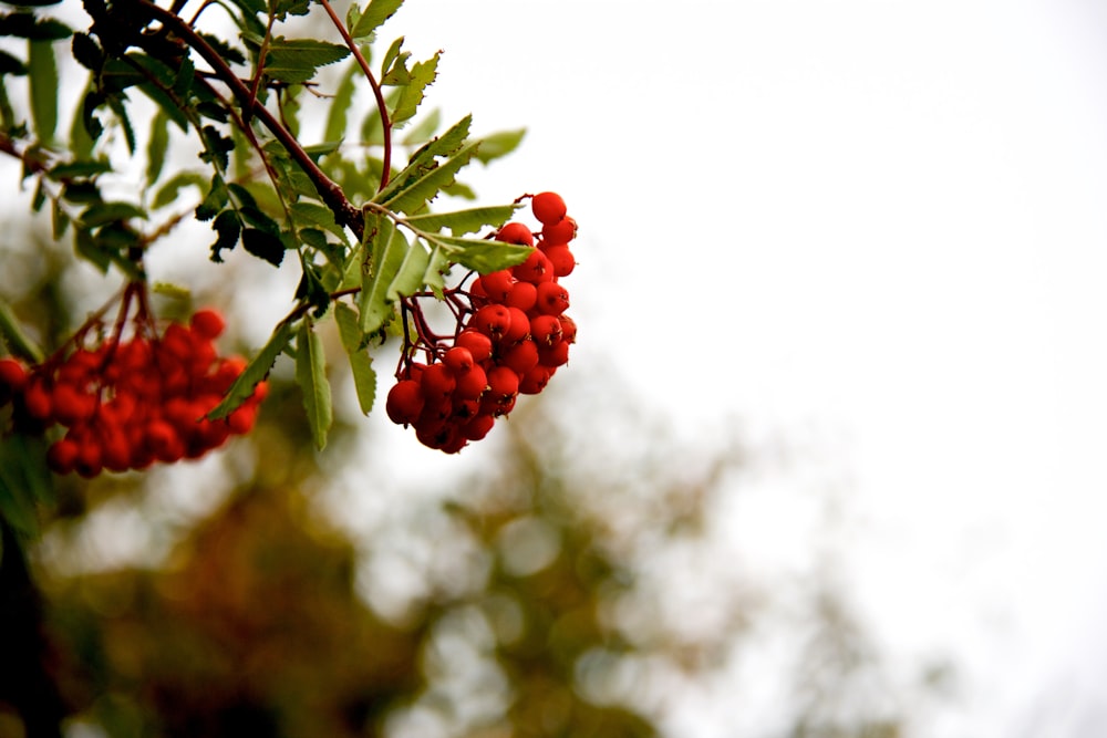 bunch of red fruitws