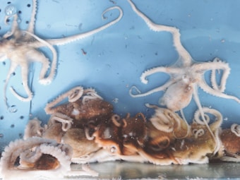 Several octopuses with intertwined tentacles are visible against a light blue background, possibly within a tank containing water. The octopuses vary in size, and their textures are highlighted by the lighting and clarity of the water.