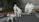 A collection of white stone sculptures depicting a group of figures, including adults and a child, along with a dog. They are arranged on an outdoor patio area with benches and surrounded by greenery. The figures are stylized and made from a solid material, conveying a sense of permanence.