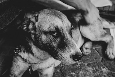 A black and white photograph of a dog lying on the ground, wearing a collar with a round tag. The dog has a calm and contemplative expression, with its head turned slightly to the side.