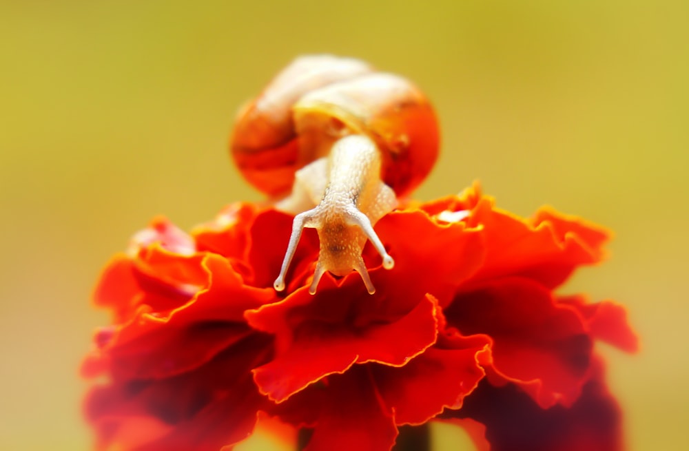 brown snail on red flower