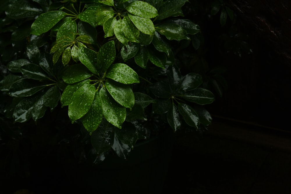 green leafed plant