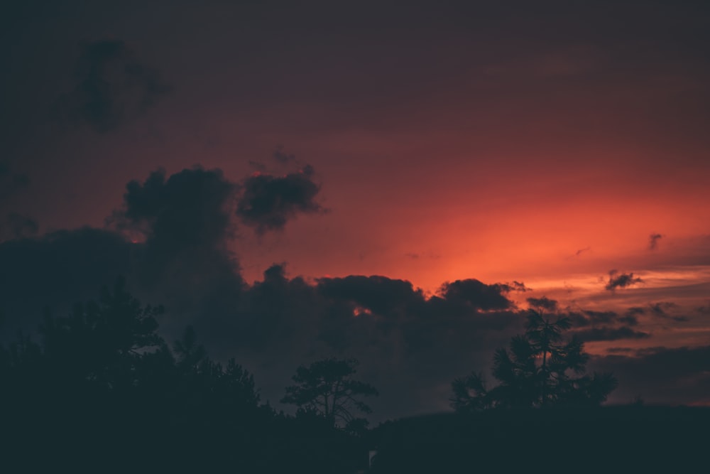 photo de silhouette d’arbre sous le ciel rouge