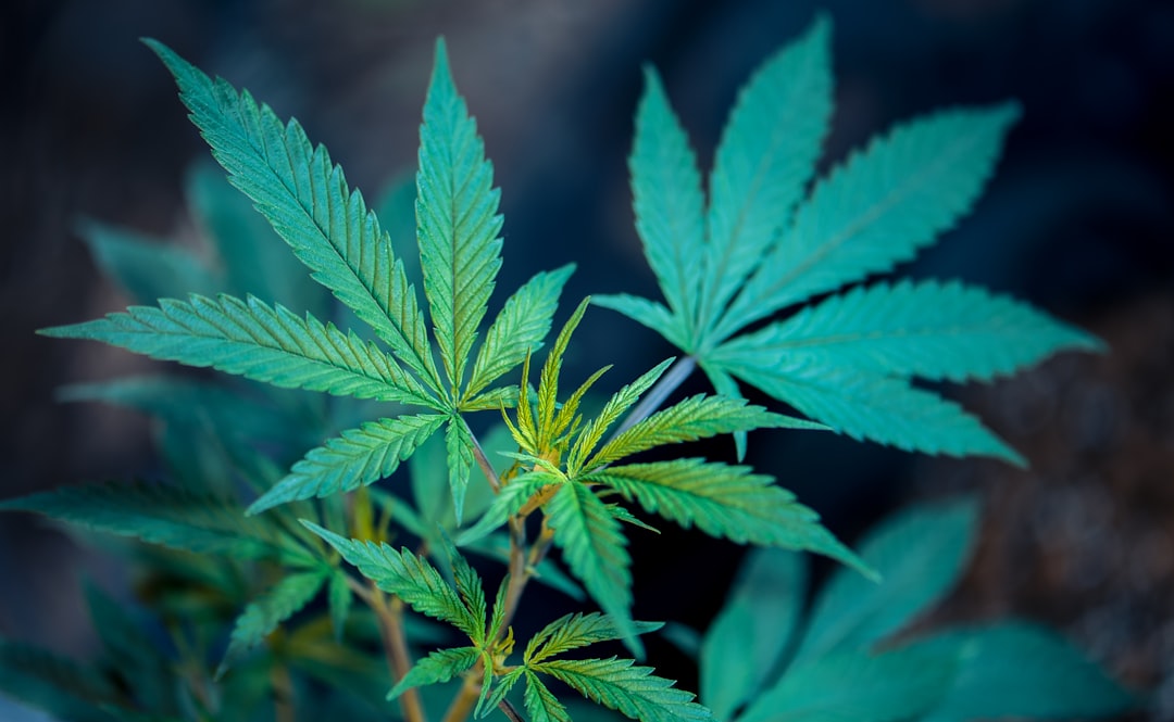 How Serious Cannabis Trafficking Charges Can Be