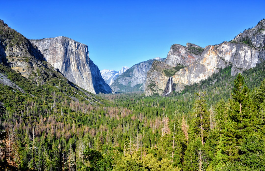 green trees, Yosemite you beauty