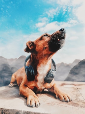 A dog is lying down wearing a pair of black headphones around its neck. Its head is lifted upwards, possibly howling or enjoying music. Behind the dog, there are misty mountains under a bright blue sky with scattered clouds.