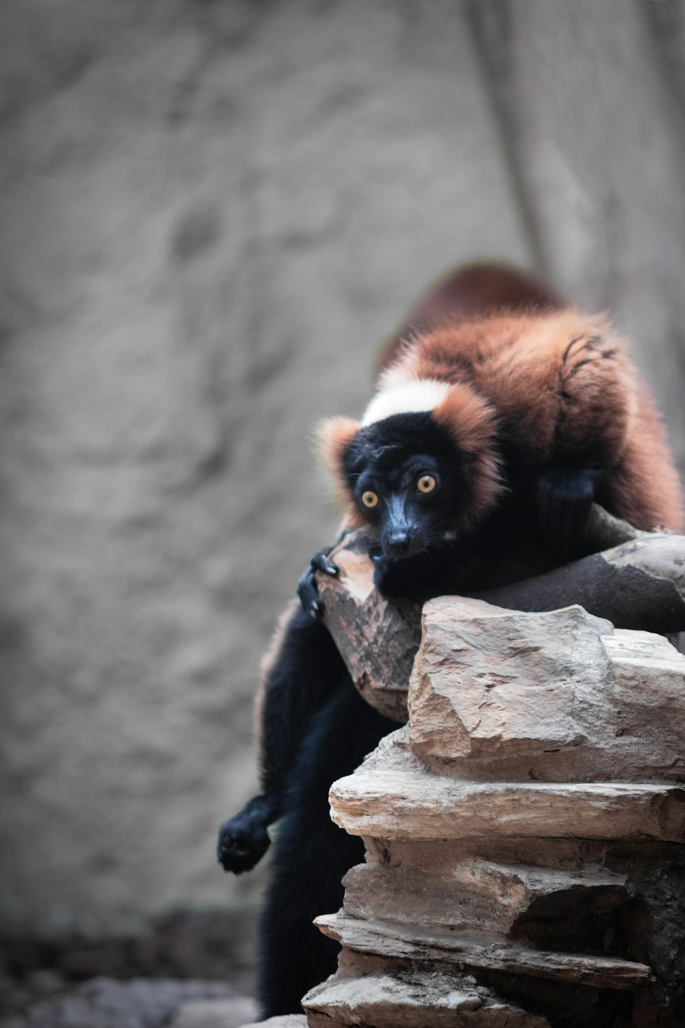 brown and black animal on grey stone