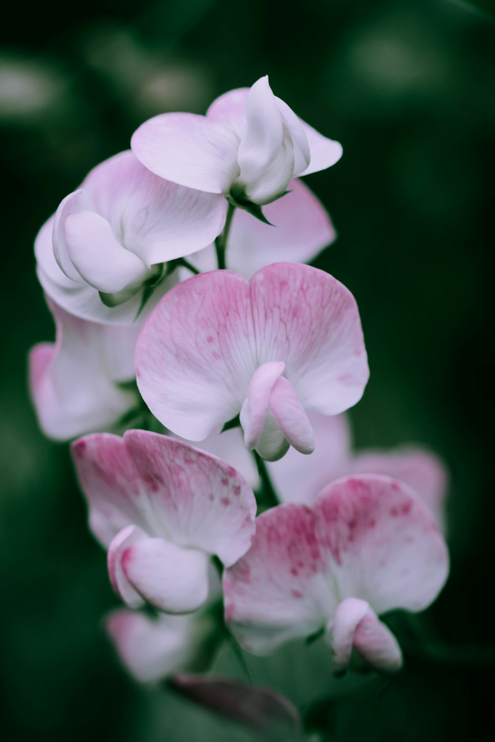 Foto de primer plano de orquídea rosa y blanca