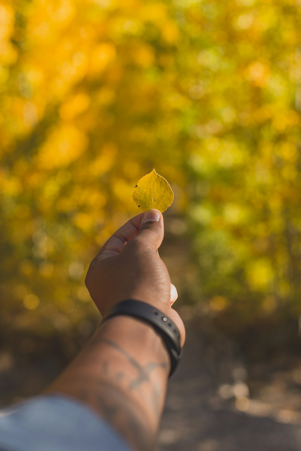 selective focus photo of person holding yellow leaf